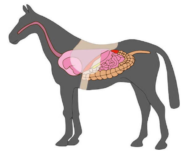 Horse Stomach and Gastric Supplements